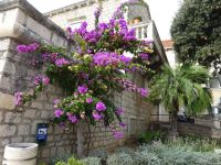 Insel Brac: Rundgang: Bol