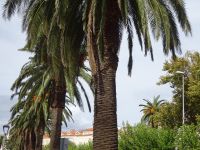 Makarska: Rundgang: An der Promenade