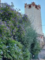 Skaliger burg Malcesine