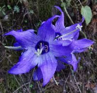Farbenfrohe Blumen findet man in Albanien überall