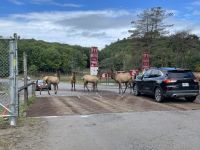 Freudiger Empfang im Omega-Wildpark