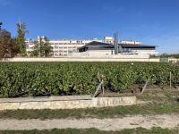 Und einen Weinberg mitten in der Stadt…