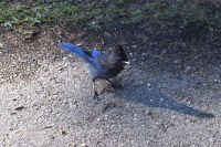 Bluejay
