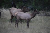 Wapiti-Kühe 