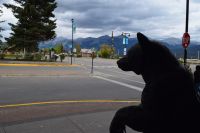 Ein Schwarzbär in Jasper