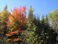 Lac Taureau - Kanada