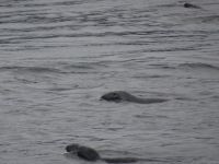 Seehunde
