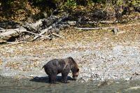Grizzly am Bach