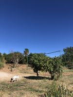 Zitrusbäume soweit das Auge reicht