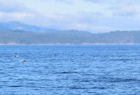 unterwegs sehen wir Delfine