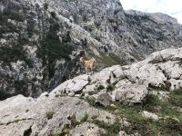 Tierische Begleitung