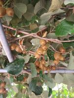 Blick in die Gärten am Weg