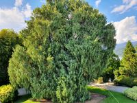 49 Isola Madre 2 Kashmir Zypresse