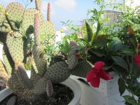 mediterraner Schmuck an den Häusern