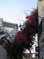 Bougainvillea-Pracht 