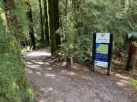 7. Reisetag – Tasmanien – Spaziergang zu den Nelson Falls