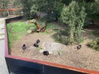 8. Reisetag – Tasmanien – Devils@Cradle – Tasmanische Teufel