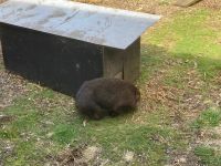 8. Reisetag – Tasmanien – Devils@Cradle – Wombat