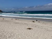 11. Reisetag – Ausflug nach Kangaroo Island – Seelöwenkolonie