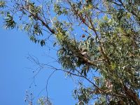 11. Reisetag – Ausflug nach Kangaroo Island – Koalas im Hanson Bay Wildlife Sanctuary