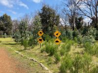 11. Reisetag – Ausflug nach Kangaroo Island – Hanson Bay Wildlife Sanctuary