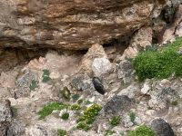 11. Reisetag – Ausflug nach Kangaroo Island – Pelzrobben am Admirals Arch