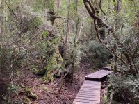 9. Reisetag – Tasmanien – Cradle Mountain-Lake St Clair National Park – Wanderung um den Dove Lake