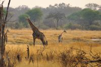 Morgendliche Pirschfahrt im Hwange NP - Giraffen