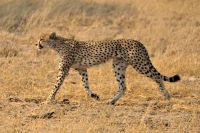 Morgendliche Pirschfahrt im Hwange NP - Gepard
