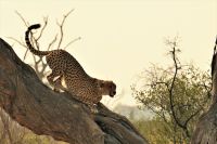 Morgendliche Pirschfahrt im Hwange NP - Foto Shooting Gepard