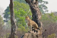 Morgendliche Pirschfahrt im Hwange NP - Foto Shooting Gepard