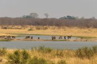 Morgendliche Pirschfahrt im Hwange NP - Wasserböcke
