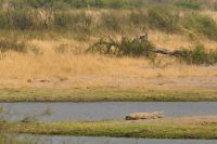 Morgendliche Pirschfahrt im Hwange NP - Krokodil mit Schnappatmung