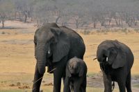 Hwange Safari Lodge - Stell-Dich-Ein mit Elefanten am Wasserloch