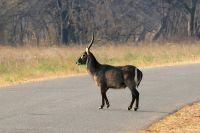Pirschfahrt am Nachmittag im Hwange NP - Mister Wasserbock