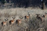 Pirschfahrt am Nachmittag im Hwange NP - Impala Damen