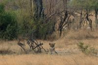 Pirschfahrt am Nachmittag im Hwange NP - Löwin