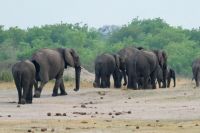 Pirschfahrt am Nachmittag im Hwange NP - Elefantenparade