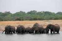 Pirschfahrt am Nachmittag im Hwange NP - .... und im Wasser