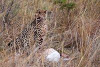 Pirschfahrt am Nachmittag im Hwange NP - Gepard beim Abendessen