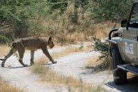 Ausflug ins Moremi Wildreservat - Löwenrudel mit Teenies