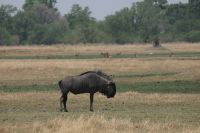 Ausflug ins Moremi Wildreservat - Streifengnu