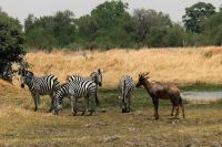 Ausflug ins Moremi Wildreservat - Zebra und Leierantilope (Tsessebe)