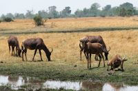 Ausflug ins Moremi Wildreservat - Leierantilopen