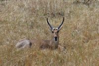 Ausflug ins Moremi Wildreservat - Letschwe