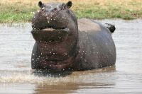 Ausflug ins Moremi Wildreservat - Happy Hippo