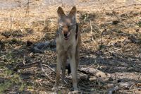 Ausflug ins Moremi Wildreservat - müder Schabrackenschakal