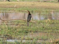 Morgendliche Pirschfahrt am Khwai - Schlangenhalsvogel