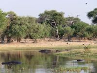 Morgendliche Pirschfahrt am Khwai - Hippo Pool