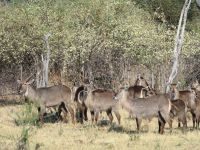 Morgendliche Pirschfahrt am Khwai - und alle zusammen